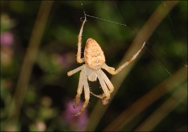 Araneus diadematus